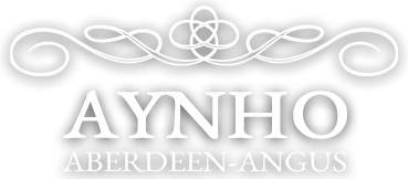Aberdeen Angus Aynho